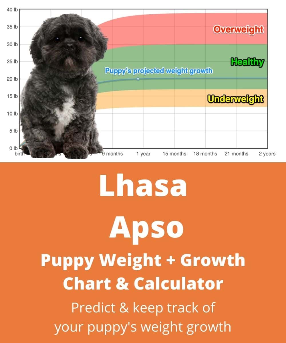 lhasa-apso Puppy Weight Growth Chart